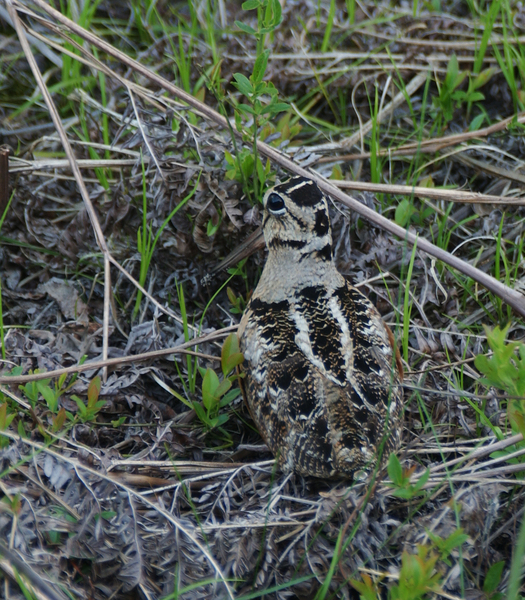 Charadriiformes