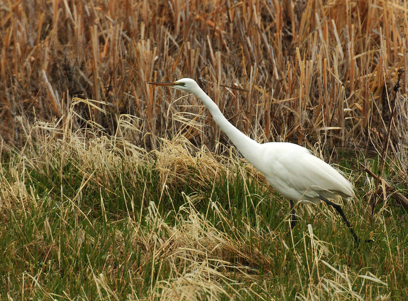 Ardea