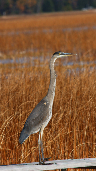 Ardea herodias