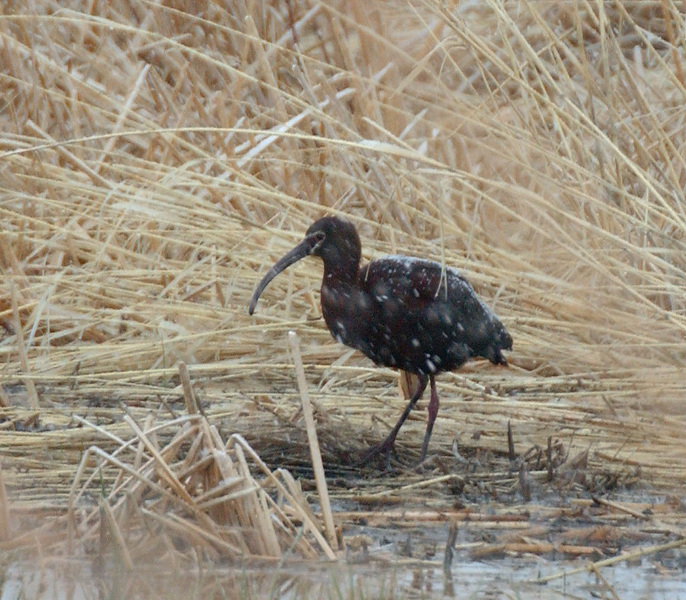 Ciconiiformes