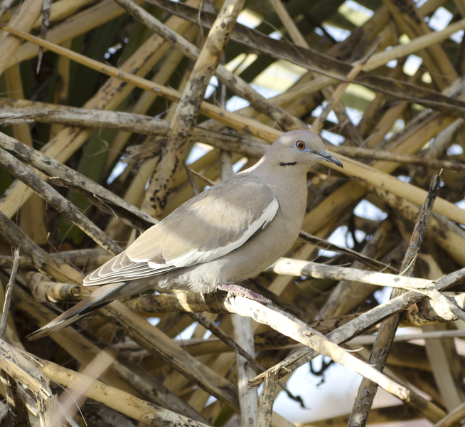 Columbidae