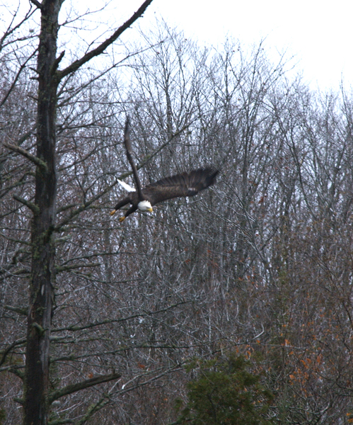 Haliaeetus