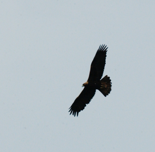 Aquila chrysaetos