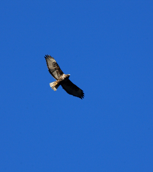 Buteo jamaicensis