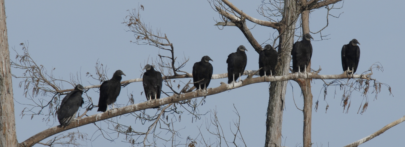 Falconiformes