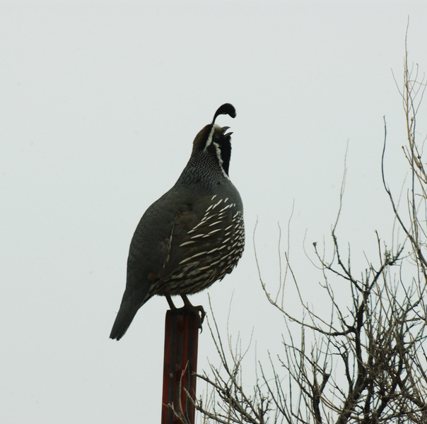 Callipepla californica