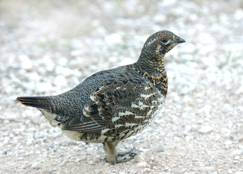 Canachites canadensis