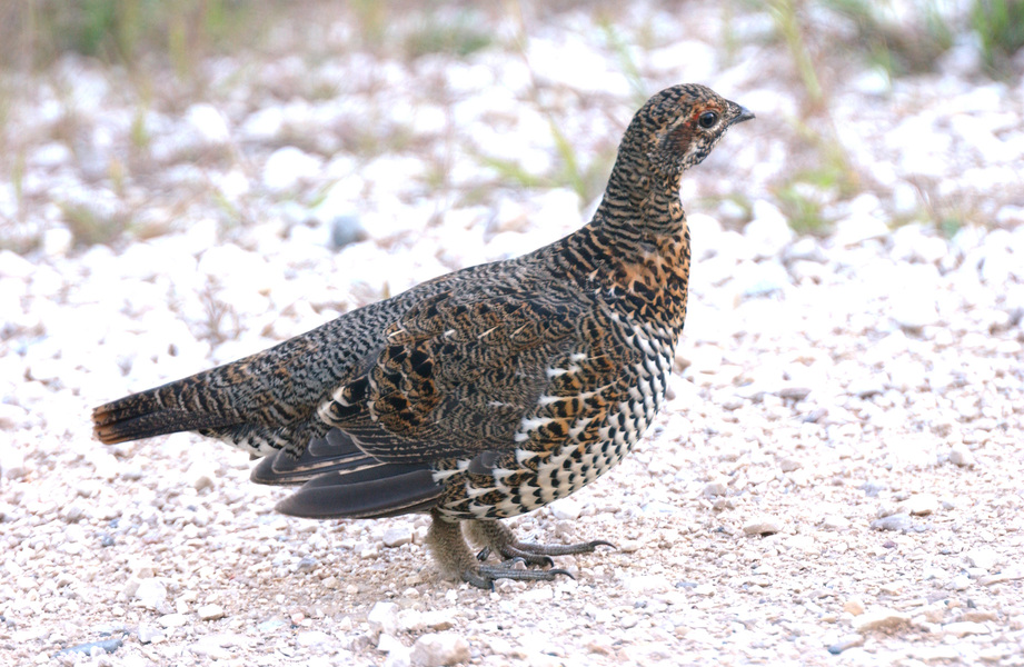 spruce_grouse9060