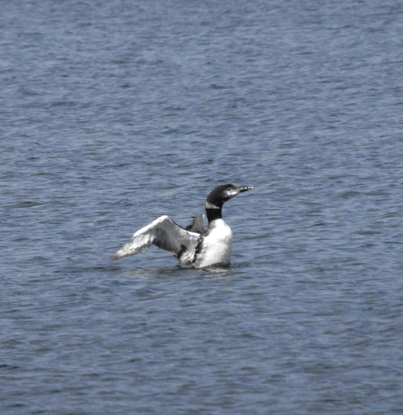 Gaviiformes