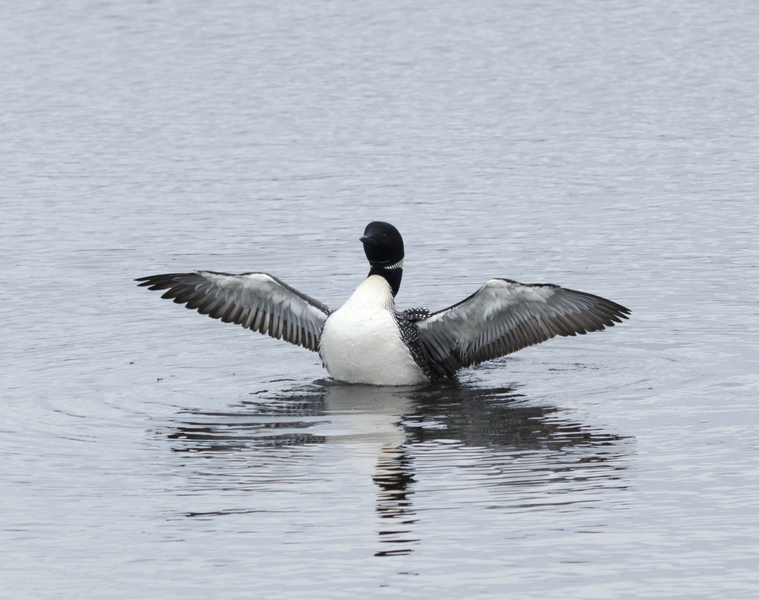 Gaviiformes