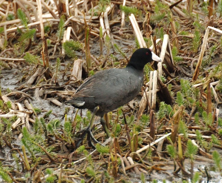 Fulica americana