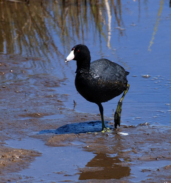 Fulica