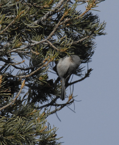 bushtit1729