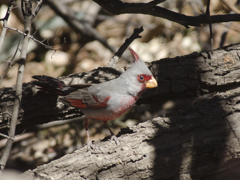 Cardinalis