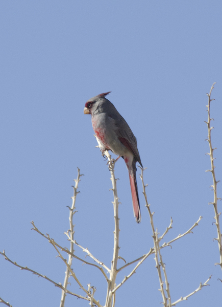 Cardinalis