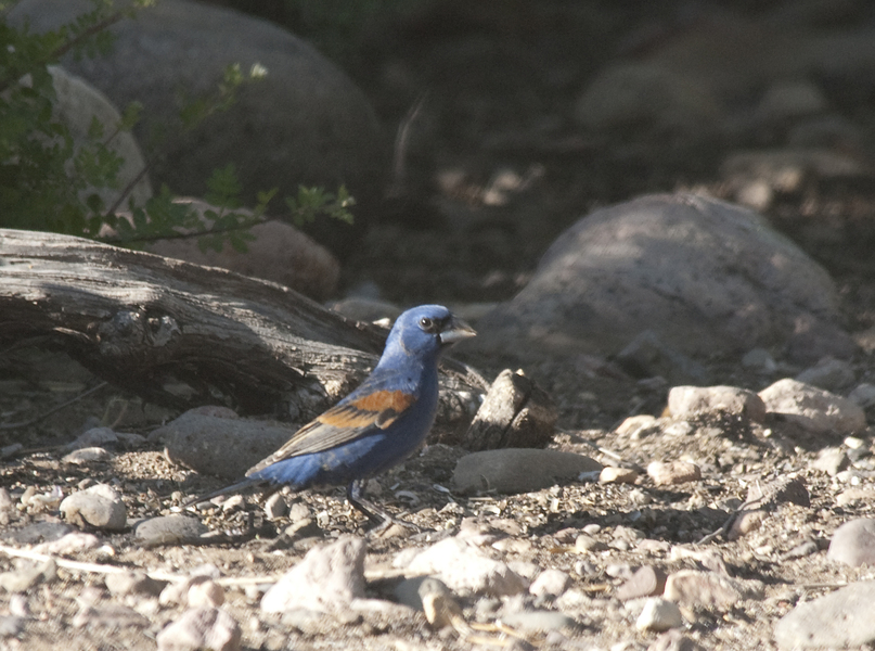 bluegrosbeak1431