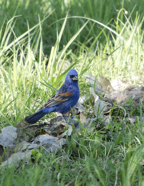 Cardinalidae