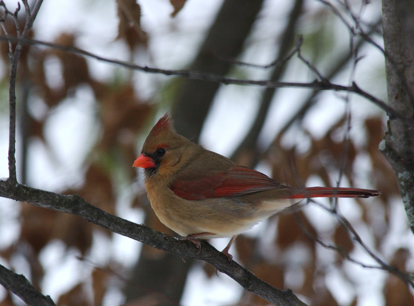 Cardinalis cardinalis