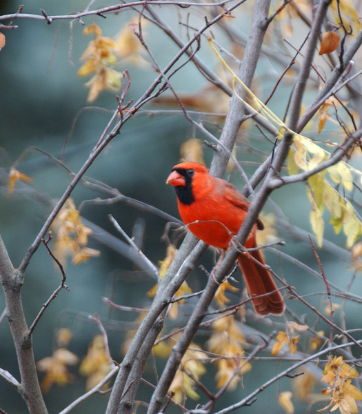 Cardinalis