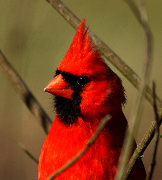 Cardinalidae