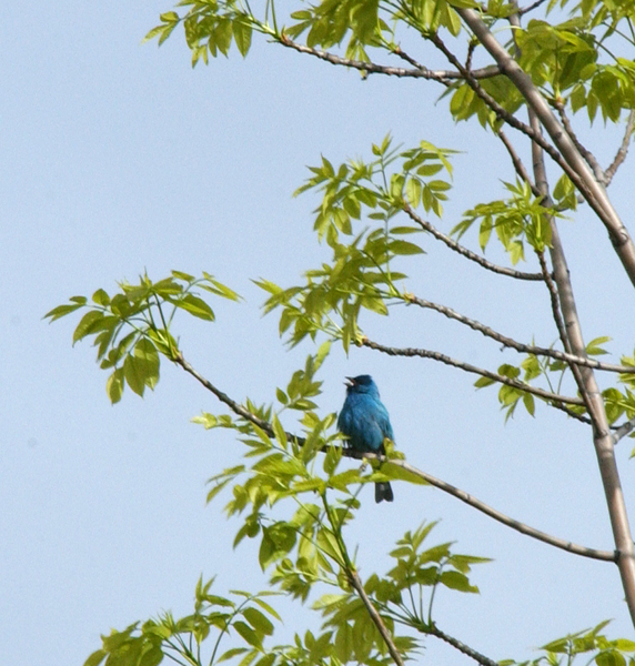 Cardinalidae