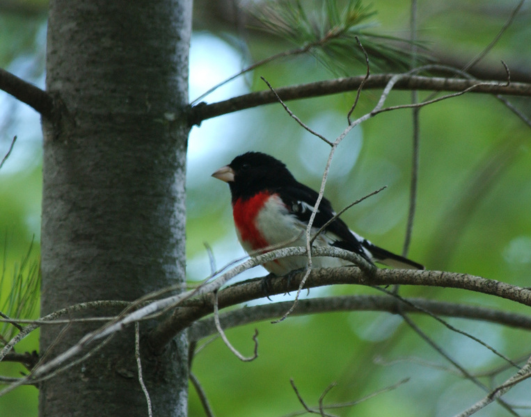 Cardinalidae