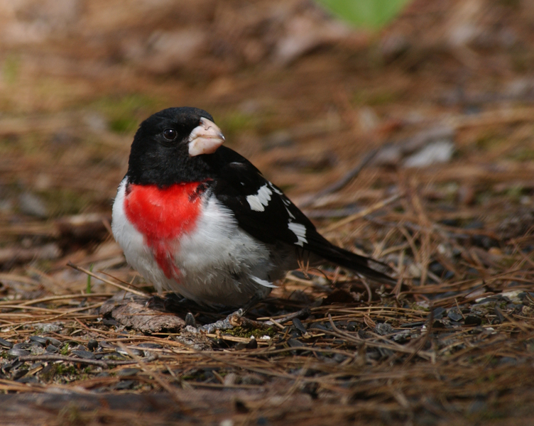 Cardinalidae