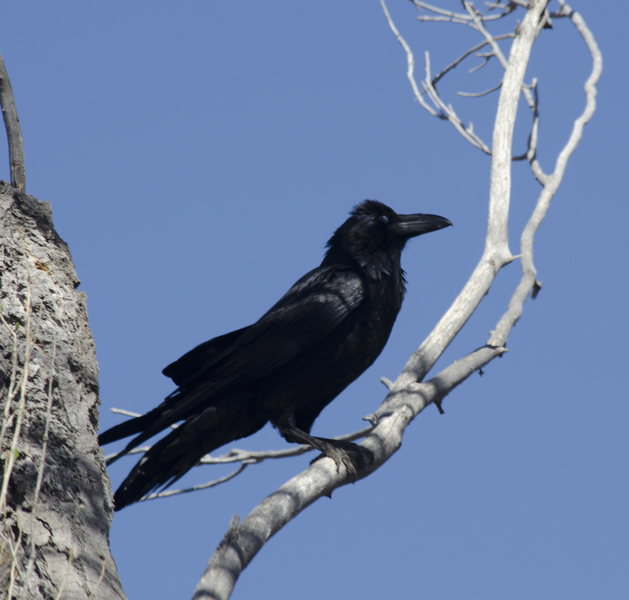 Corvidae