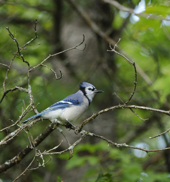 bluejay4937