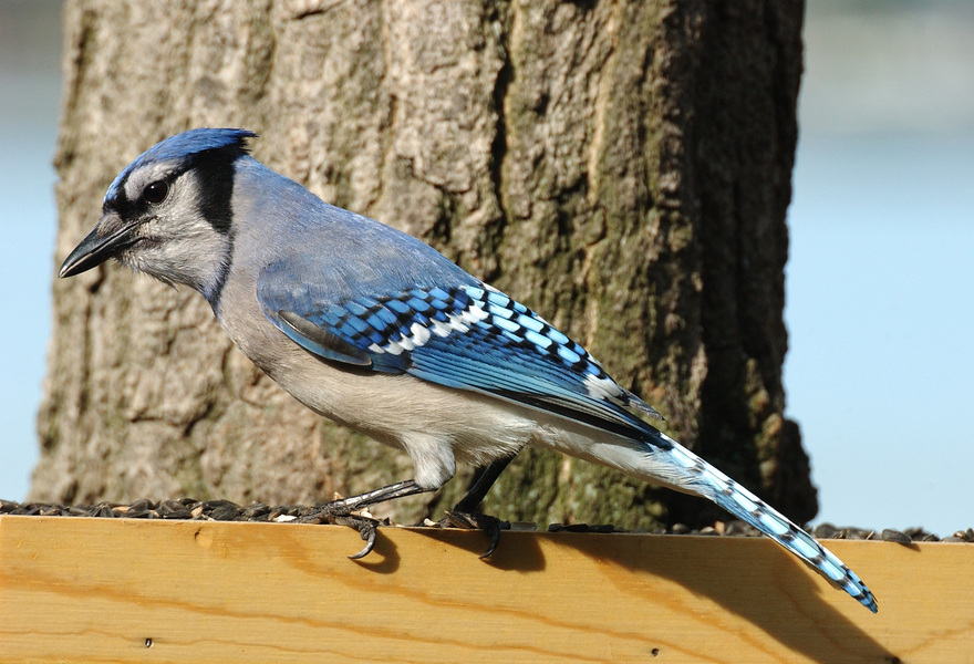 bluejay7713