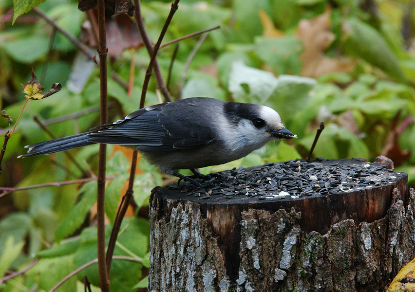 Corvidae