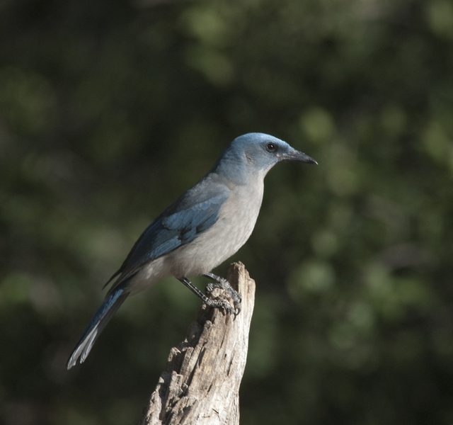 Passeriformes