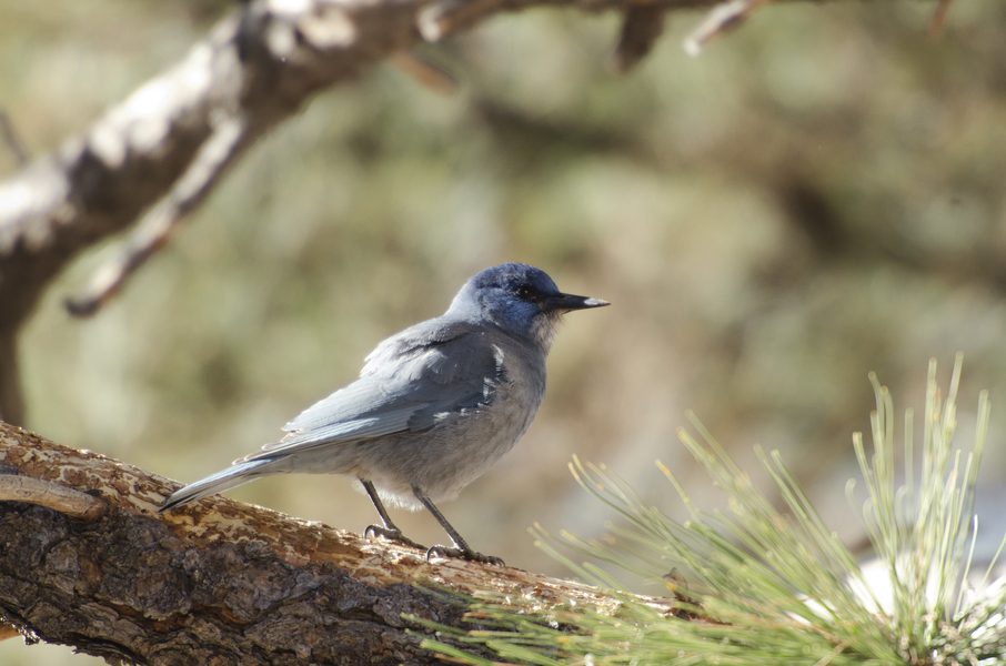 Passeriformes