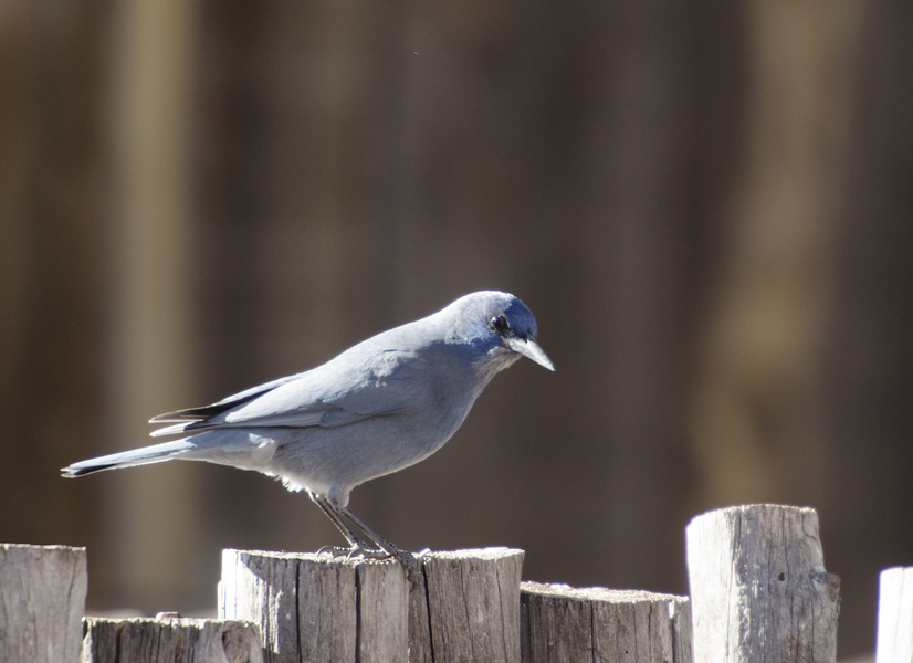 Passeriformes