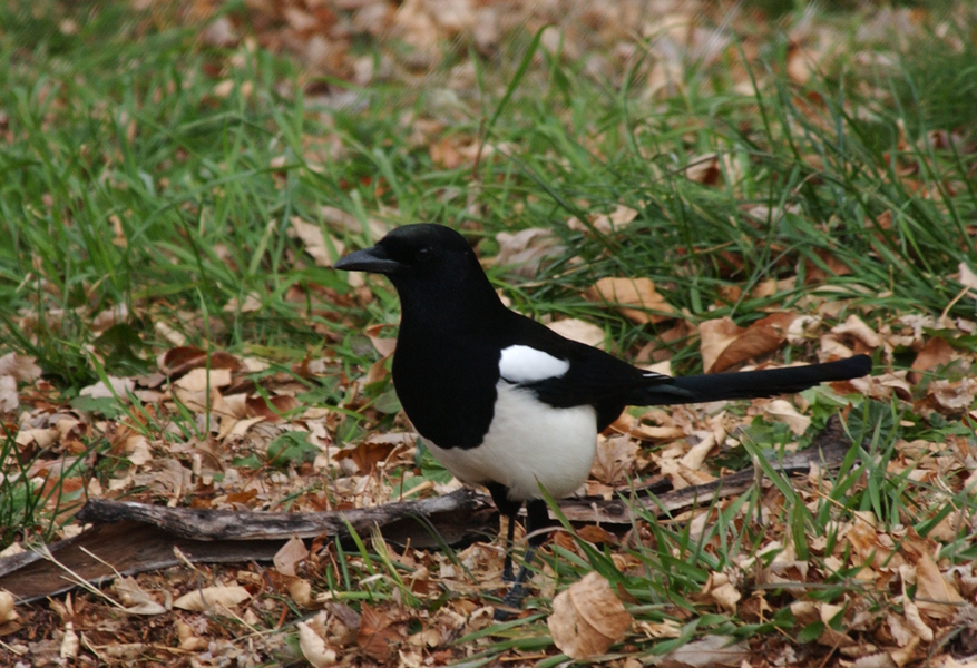 Corvidae