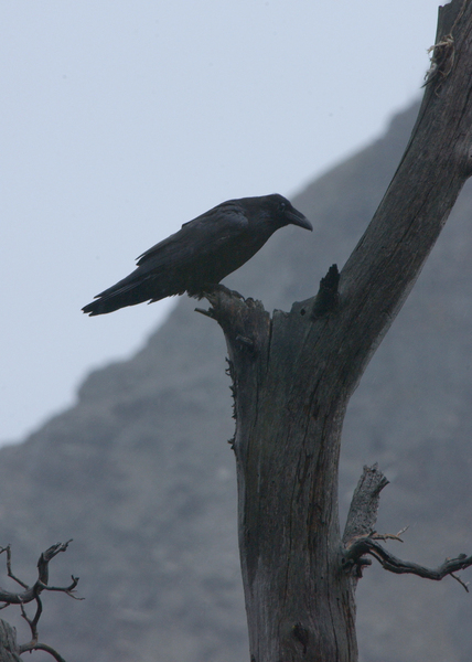 Corvus corax