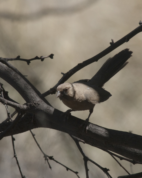 Passeriformes