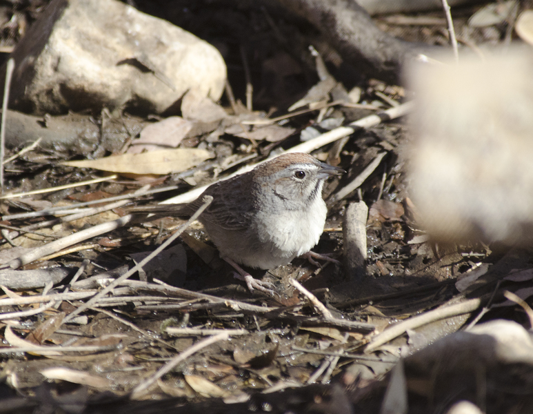 Passeriformes