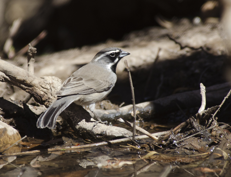 Emberizidae