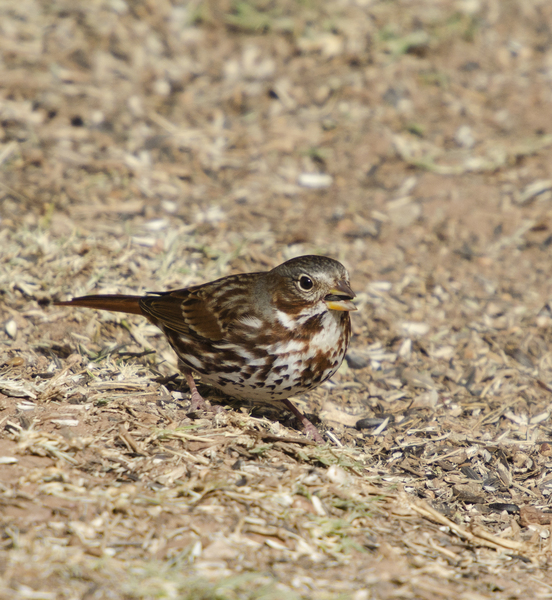 Passeriformes