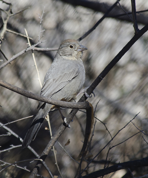 Pipilo fuscus