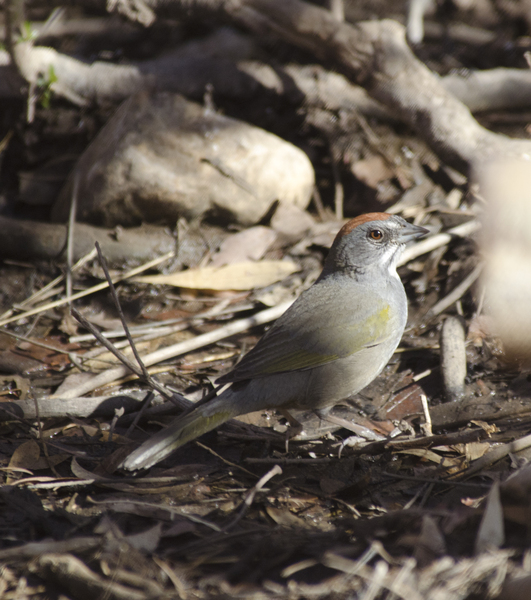 Emberizidae