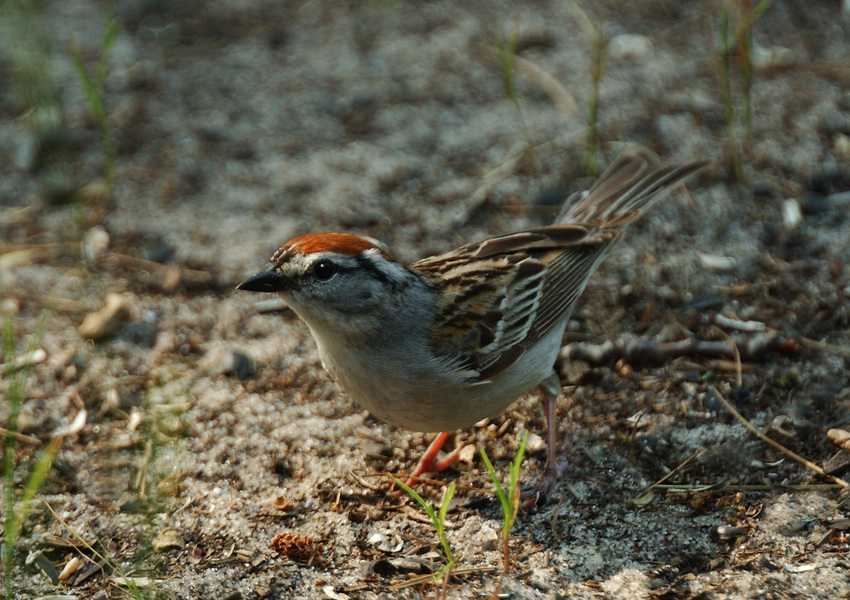 Passeriformes