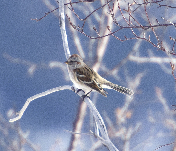 chipping_sparrow5703