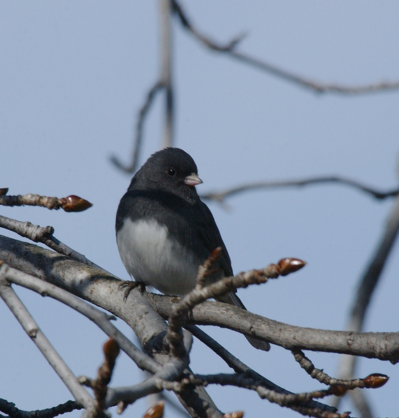 Passeriformes