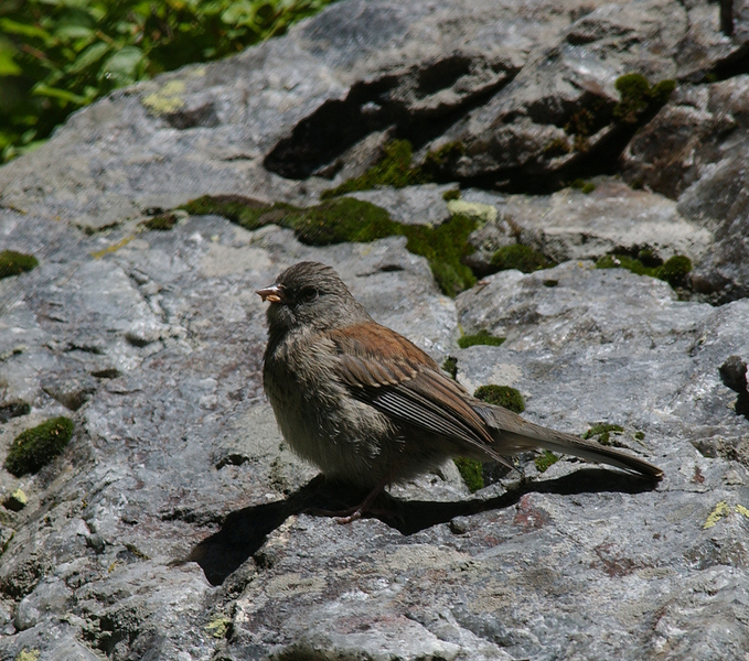 Passeriformes