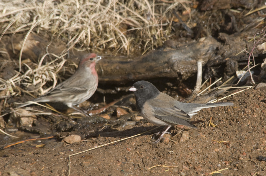 Passeriformes