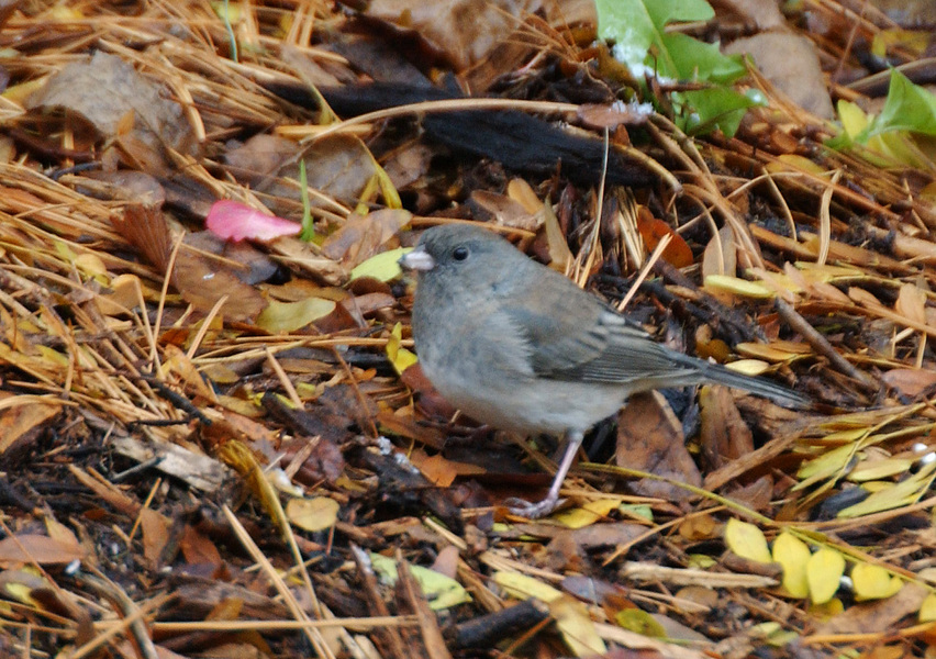 junco6167