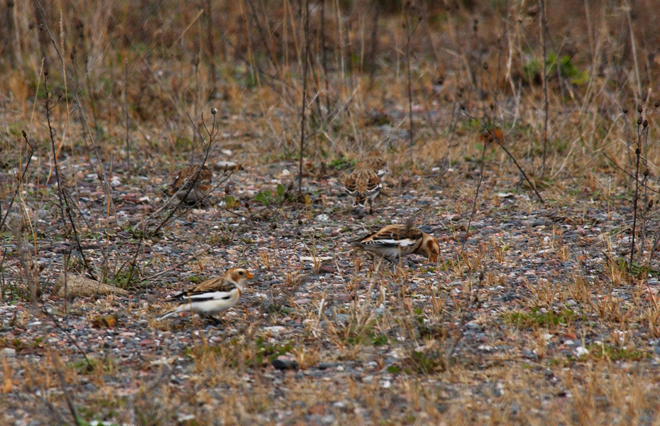 snow_buntings6471