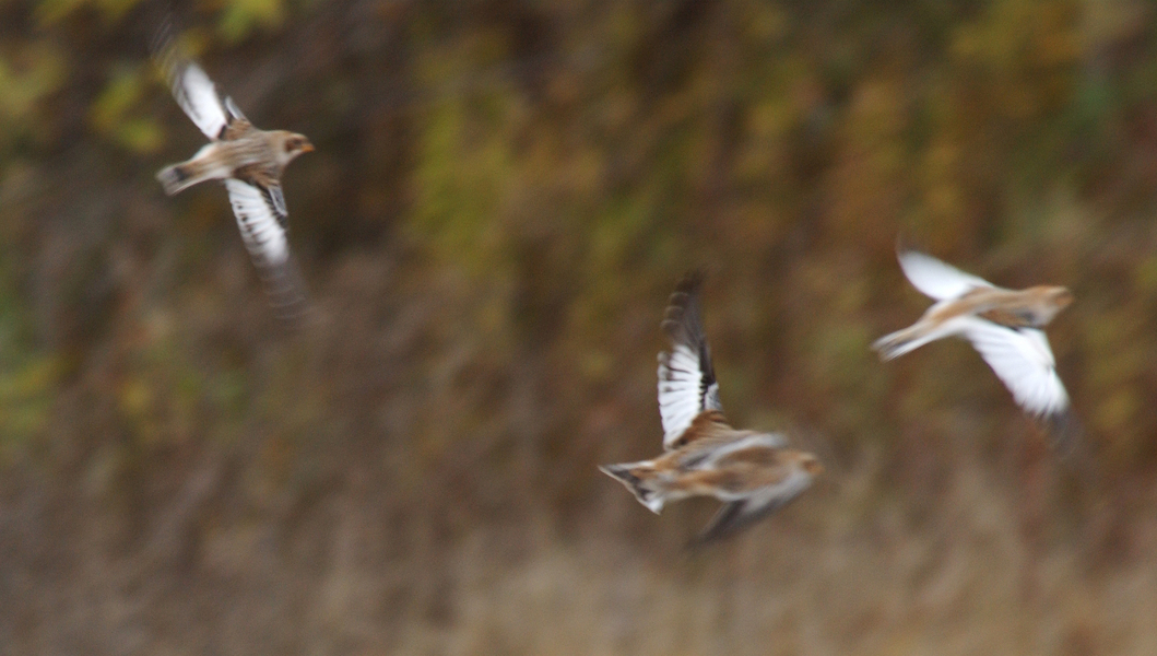 snow_buntings6477